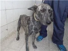 混種犬