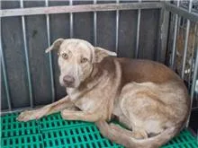 混種犬