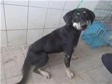 混種犬