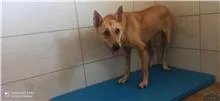 混種犬