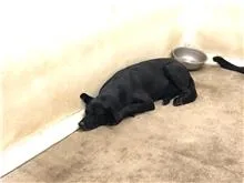 混種犬