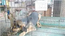 混種犬