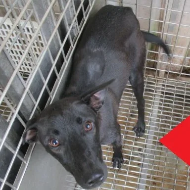 混種犬
