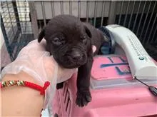 混種犬