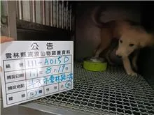 混種犬