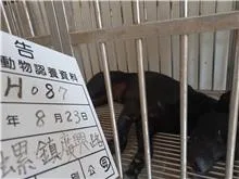混種犬