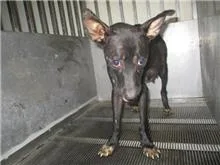 混種犬
