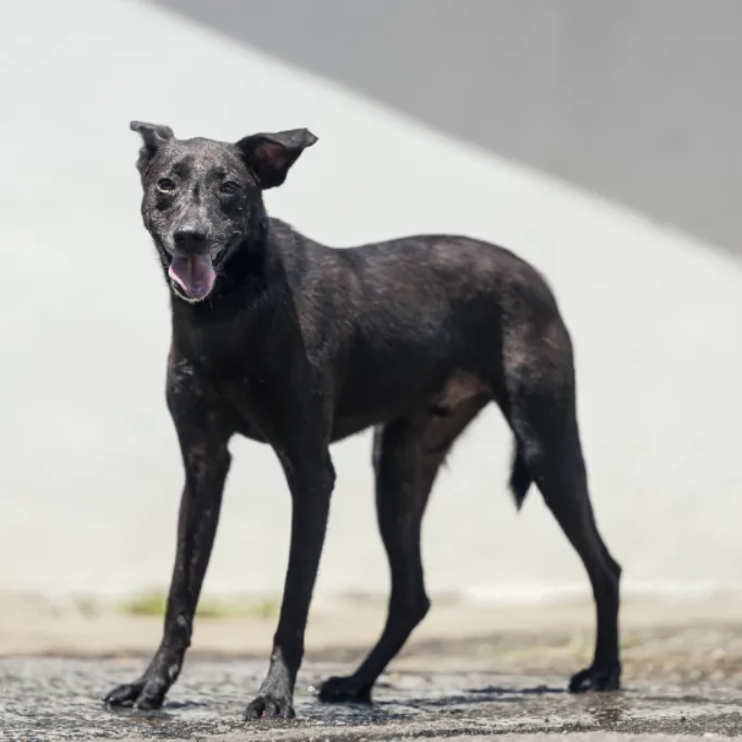 混種犬