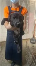 混種犬