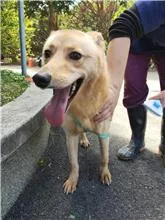 混種犬