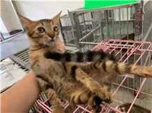 混種貓