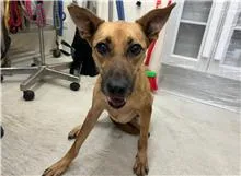 混種犬