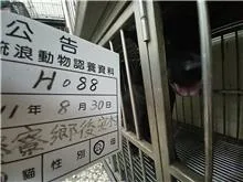 混種犬