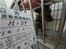 混種犬