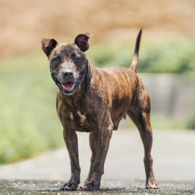 比特犬