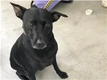 混種犬