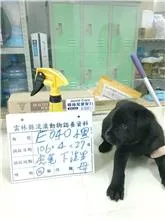 混種犬