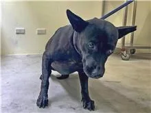 混種犬