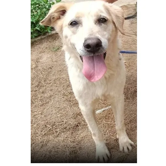 混種犬