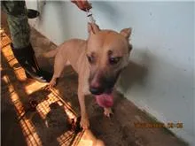 混種犬