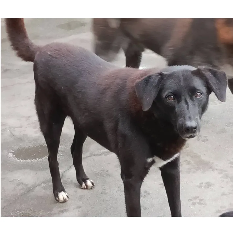 混種犬