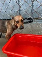 混種犬