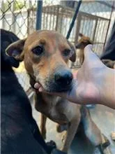 混種犬
