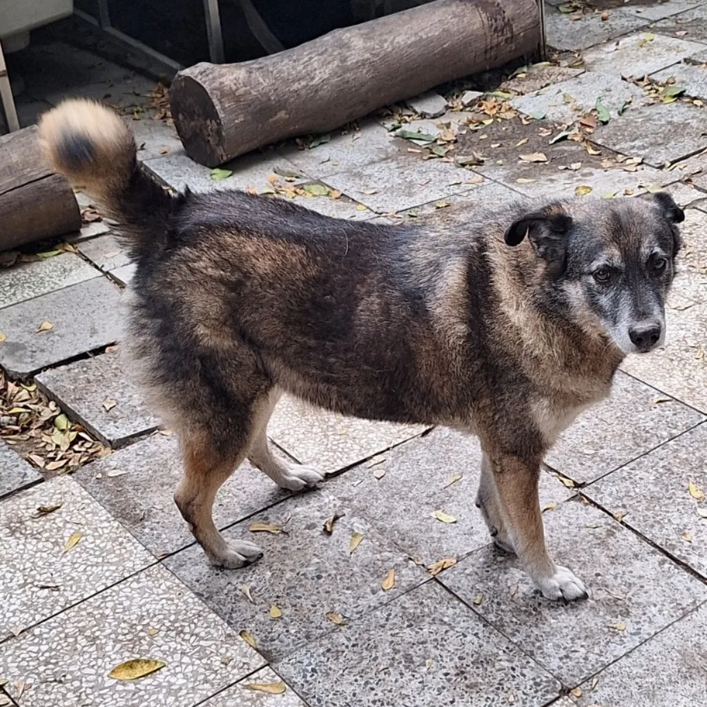 混種犬