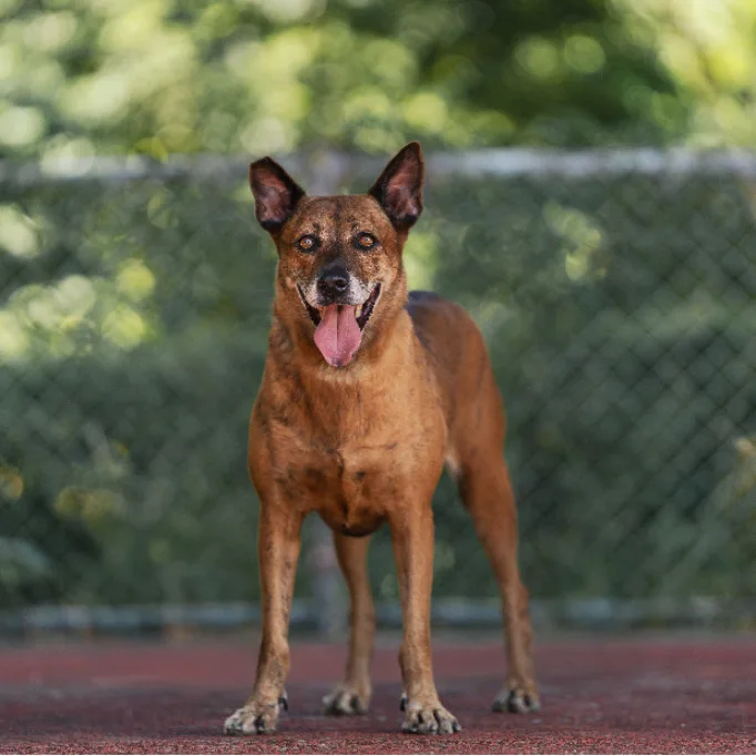 混種犬