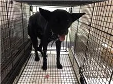 混種犬