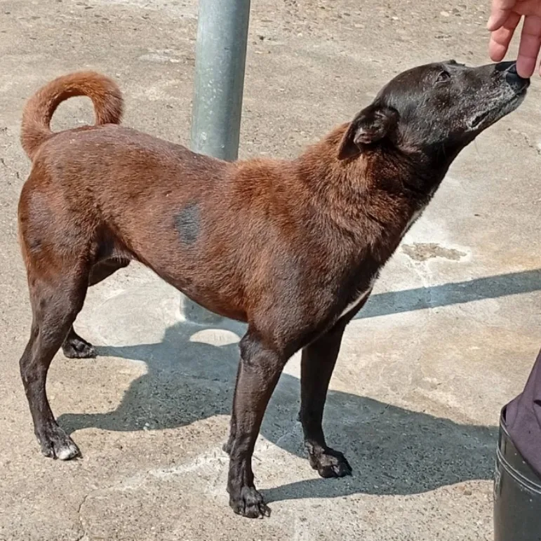 混種犬