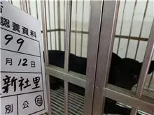 混種犬