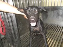 混種犬