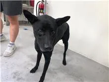混種犬