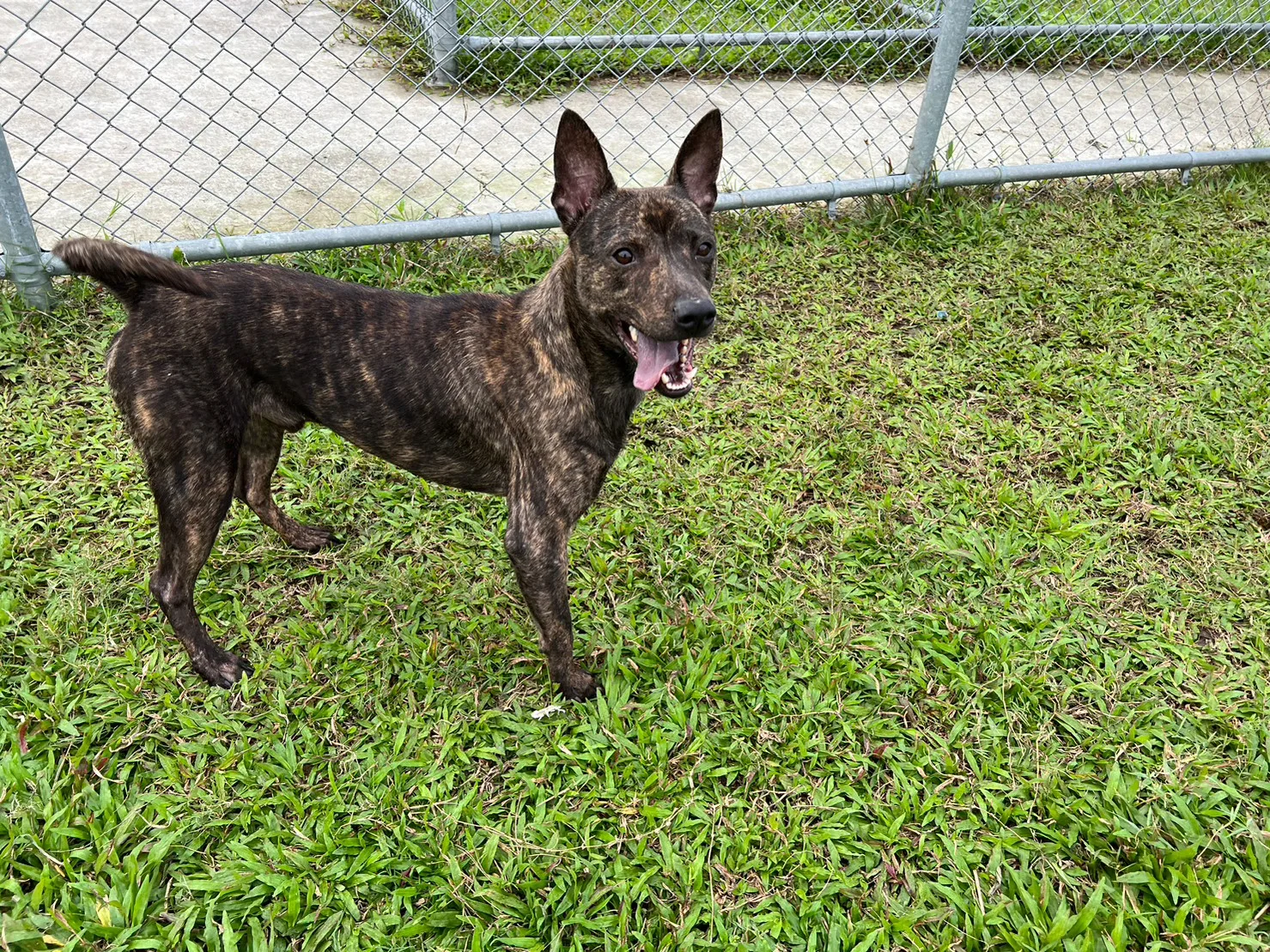混種犬