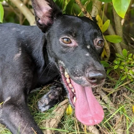 混種犬