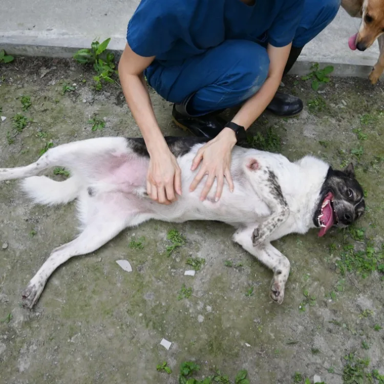 混種犬