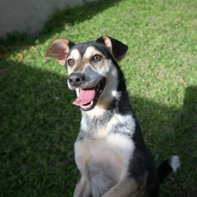 混種犬