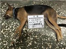 混種犬