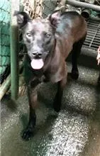 混種犬