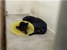 混種犬