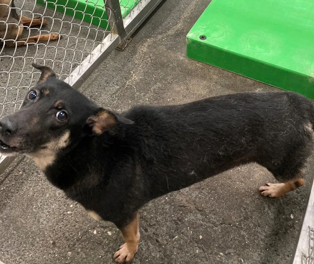 混種犬