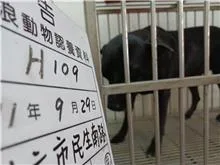 混種犬