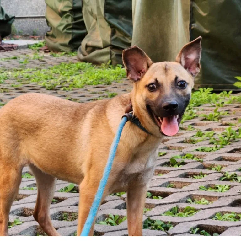 混種犬