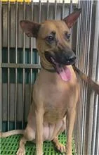 混種犬