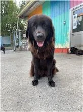 獒犬