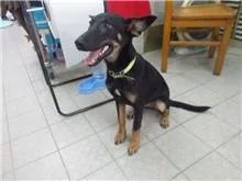 混種犬