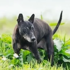 混種犬