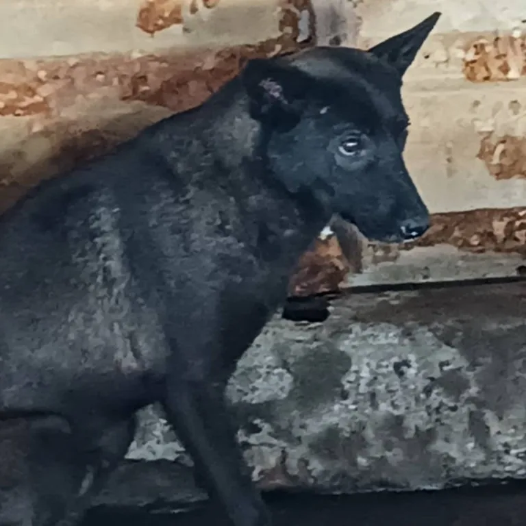 混種犬