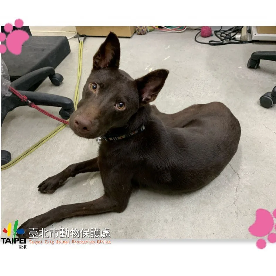 混種犬